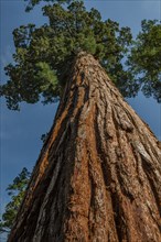 Usa, California, Low angle view of sequoia