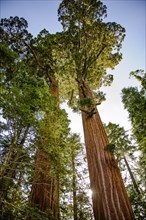 Usa, California, Low angle view of sequoias against clear sky