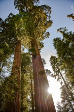 Usa, California, Low angle view of sequoias against clear sky