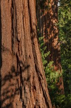 Usa, California, Close-up of sequoia trunks
