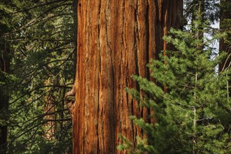 Usa, California, Close-up of sequoia trunk