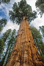 Usa, California, Low angle view of sequoia