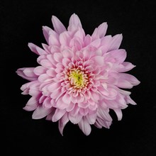 Pink Chrysanthemum on black background