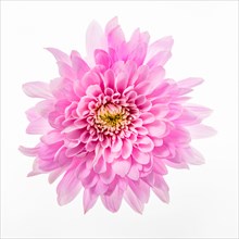 Pink Chrysanthemum on white background