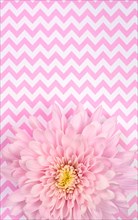 Pink Chrysanthemum on pink and white zigzag background