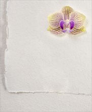 Orchid on white paper