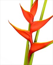 Close-up of heliconia flower