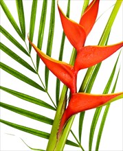 Close-up of heliconia flower