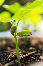 Close-up of bean seedling