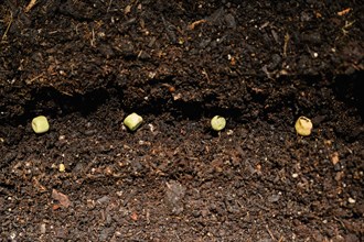 Bean seeds in soil