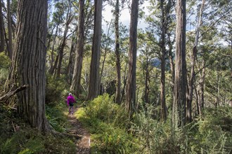 Australia, New South Wales, Woman hiking in forest on Merritt's Nature Track in Kosciuszko National Park