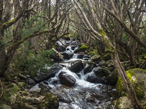 Australia, New South Wales, Creek flowing among rocks in forest at Merritt's Nature Track in Kosciuszko National Park