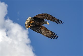 Bald eagle (Haliaeetus leucocephalus) in flight against sky