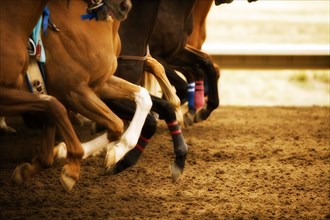 Legs of race horses running side by side on horse racing track during competition
