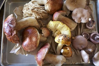 Tray of wild mushrooms foraged from the forest