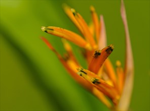 Close-up of Heliconia flower