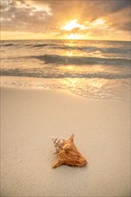 Conch shell on beach at sunset