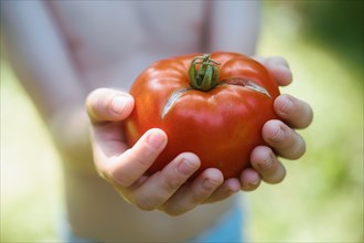 Close-up of hands of shirtless boy holding freshly picked tomato
