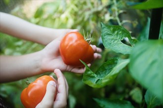 Close-up of boys and girls hands picking ripe tomatoes