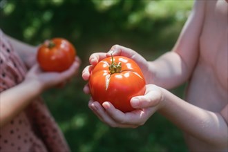 Close-up of boys and girls hands holding ripe tomatoes