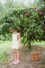 Girl picking peaches from tree in orchard