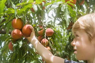 Close-up of boy picking peaches from tree in orchard