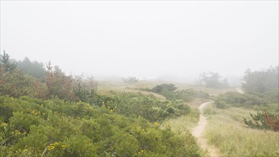 Path through meadow in mist