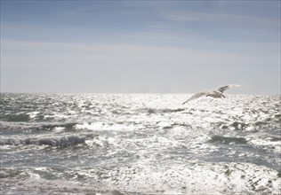 Seagull in flight over sunlit waves
