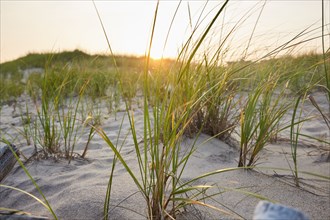 Beach grass and sand dunes at sunset