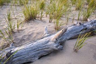 Driftwood on beach with grass