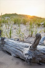 Driftwood on beach with grass at sunset