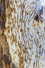 Close-up of textured tree trunk