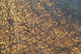 Aerial view of tire tracks in field