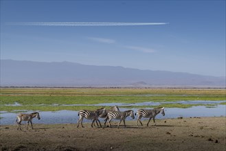 Zebras walking by pond
