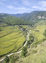 Rice fields in valley