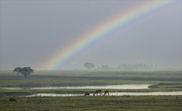 Rainbow over grazing gazelles in savannah