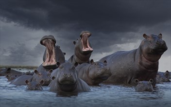 Group of hippos in pond