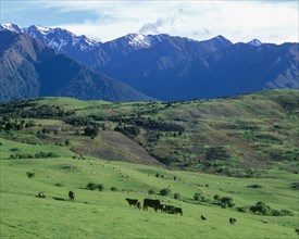 Cattle grazing in green pastures in mountains