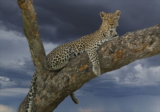 Leopard resting on tree