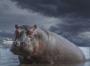 Hippo in swamp