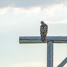 Hawk perching on wooden gate