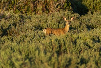 Deer standing among bushes
