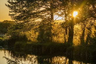 Sun shining though trees by pond