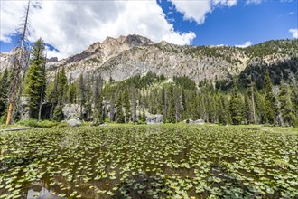 Lily pads in pond and Sawtooth Mountains