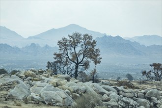 Burnt tree in Alabama Hills in Sierra Nevada Mountains
