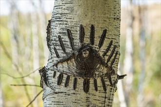 Eye-shaped carving in Aspen tree