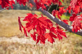 Japanese Maple in autumn