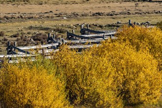 Fall foliage and rail fence near Sun Valley