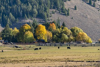Ranch surrounded by trees in autumn near Sun Valley