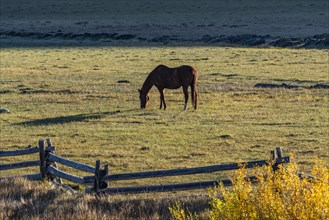 Horse grazing in pasture in early morning